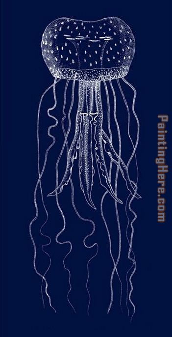 Sea life Jellyfish